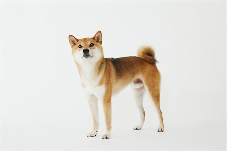 Shiba Inu chien Photographie de stock - Rights-Managed, Code: 859-03885136
