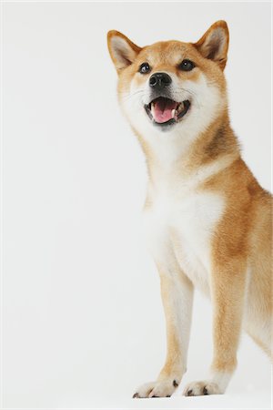 simsearch:693-03304965,k - Shiba Ken Dog Sitting Photographie de stock - Rights-Managed, Code: 859-03885137