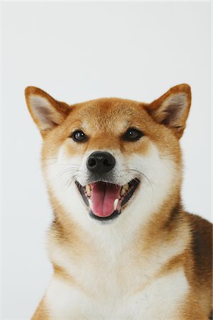 simsearch:400-03931819,k - Shiba Inu Dog Fotografie stock - Rights-Managed, Codice: 859-03885139