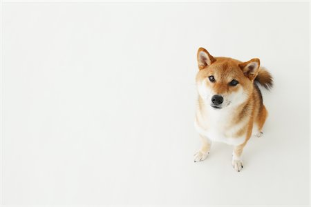 dog snout side view - Shiba Ken Dog Sitting Stock Photo - Rights-Managed, Code: 859-03885132