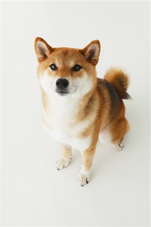 simsearch:614-03080404,k - Shiba Ken Dog Sitting Foto de stock - Con derechos protegidos, Código: 859-03885133