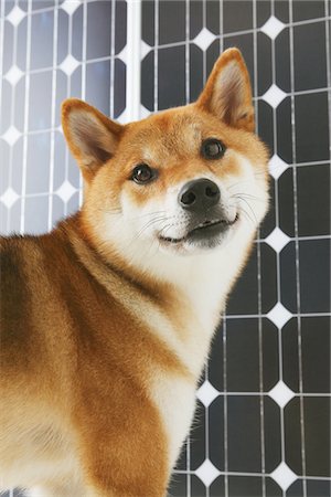 simsearch:400-03931819,k - Shiba Inu In Front Of Solar Panel Stock Photo - Rights-Managed, Code: 859-03885144