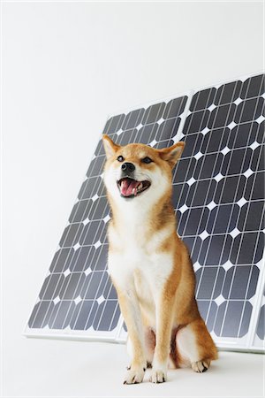 simsearch:614-06897418,k - Shiba Inu Sitting In Front Of Solar Panel Stock Photo - Rights-Managed, Code: 859-03885149