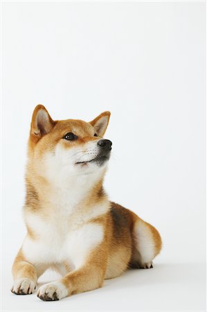 simsearch:400-06461152,k - Shiba Ken Dog Stock Photo - Rights-Managed, Code: 859-03885142