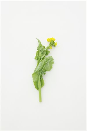 flowers isolated white background - Rape flowers Stock Photo - Rights-Managed, Code: 859-03885175