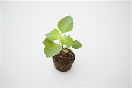 Shiso rouge Photographie de stock - Rights-Managed, Code: 859-03885182