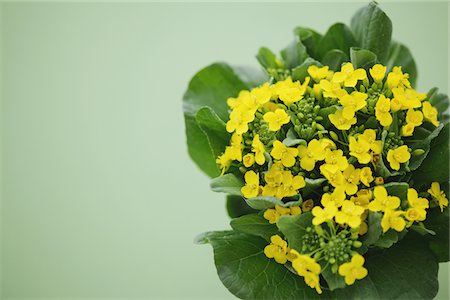 simsearch:859-03600802,k - Rape flowers of Japanese mustard spinach Foto de stock - Direito Controlado, Número: 859-03885226