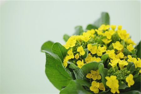 Fleurs du viol d'épinards moutarde japonaise Photographie de stock - Rights-Managed, Code: 859-03885227