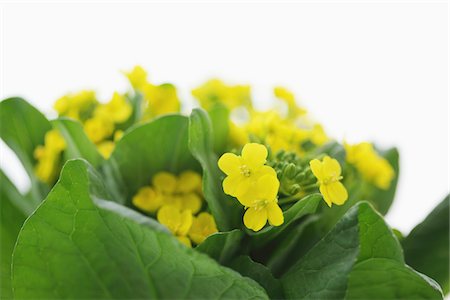 Fleurs du viol d'épinards moutarde japonaise Photographie de stock - Rights-Managed, Code: 859-03885228