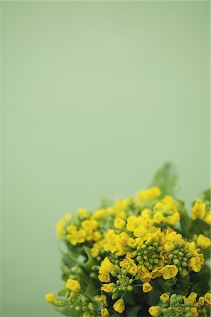 still life flower on colored background - Rape flowers Stock Photo - Rights-Managed, Code: 859-03885220