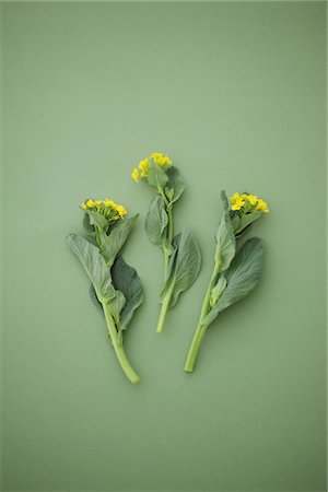 still life flower on colored background - Rape flowers of Japanese mustard spinach Stock Photo - Rights-Managed, Code: 859-03885221