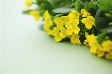 Fleurs du viol d'épinards moutarde japonaise Photographie de stock - Rights-Managed, Code: 859-03885223