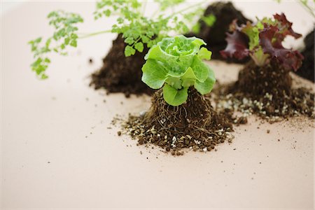 Vegetable seedling in Basket Stock Photo - Rights-Managed, Code: 859-03885238