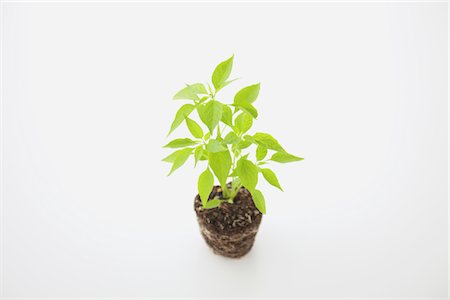 simsearch:700-01111927,k - Chili pepper seedling Stock Photo - Rights-Managed, Code: 859-03885244