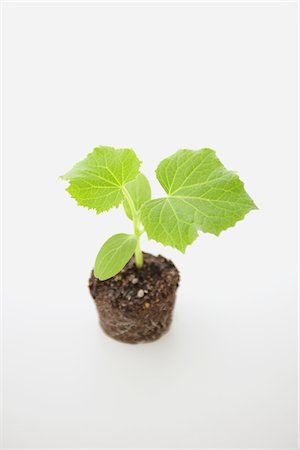 earth on white background - Bitter melon seedling Stock Photo - Rights-Managed, Code: 859-03885246