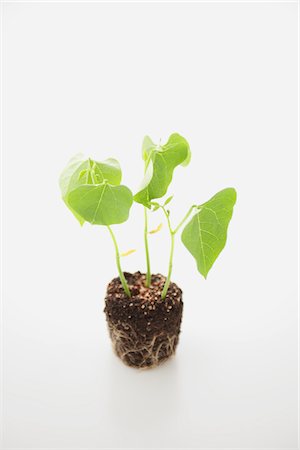 Bean seedling Stock Photo - Rights-Managed, Code: 859-03885248
