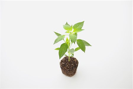 earth with sprout - Sweet pepper seedling Stock Photo - Rights-Managed, Code: 859-03885243