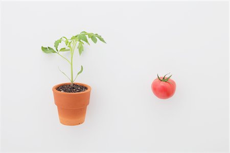 Tomato and Seedling Stock Photo - Rights-Managed, Code: 859-03885256