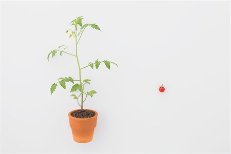 Cherry tomato and Seedling Stock Photo - Rights-Managed, Code: 859-03885258