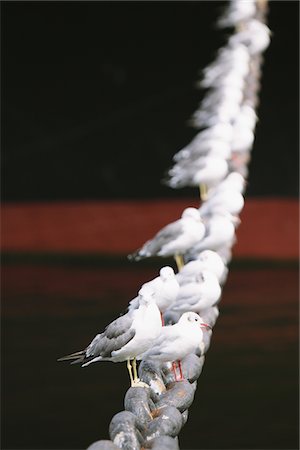 encadenar - Birds Perching On Metal Chain Foto de stock - Con derechos protegidos, Código: 859-03885282