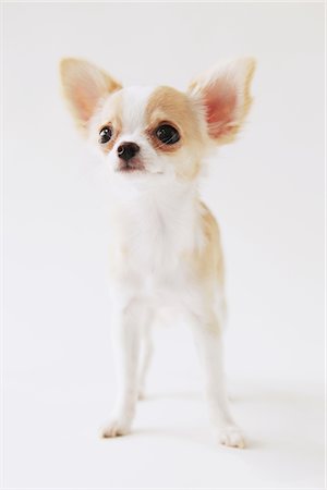 simsearch:614-03080400,k - Long haired Chihuahua Foto de stock - Con derechos protegidos, Código: 859-03885474