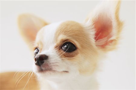 simsearch:859-03885506,k - Long haired Chihuahua Foto de stock - Con derechos protegidos, Código: 859-03885479