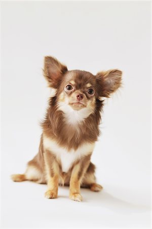 schoßhund - Langhaarige Chihuahua Stockbilder - Lizenzpflichtiges, Bildnummer: 859-03885486