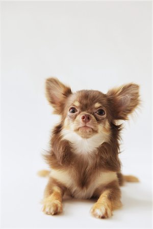 Chihuahua Poil long Photographie de stock - Rights-Managed, Code: 859-03885487