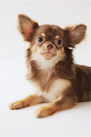 schoßhündchen - Langhaarige Chihuahua Stockbilder - Lizenzpflichtiges, Bildnummer: 859-03885481