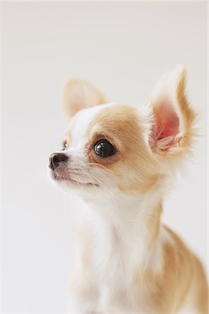 simsearch:859-03885506,k - Long haired Chihuahua Foto de stock - Con derechos protegidos, Código: 859-03885495