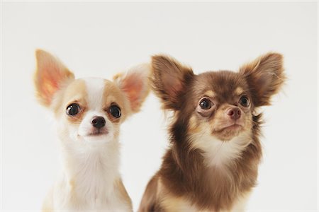 simsearch:859-03885506,k - Long haired Chihuahua Foto de stock - Con derechos protegidos, Código: 859-03885497