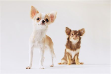 Chihuahua Poil long Photographie de stock - Rights-Managed, Code: 859-03885491