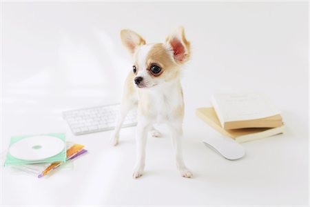 Chihuahua Poil long Photographie de stock - Rights-Managed, Code: 859-03885506
