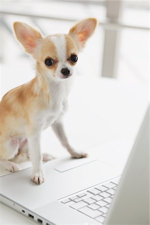 simsearch:859-03885506,k - Long haired Chihuahua Foto de stock - Con derechos protegidos, Código: 859-03885503