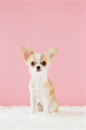 Chihuahua Poil long Photographie de stock - Rights-Managed, Code: 859-03885516