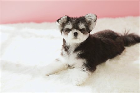 dog sleeping - Mixed-breed dog(Chihuahua and Maltese) Stock Photo - Rights-Managed, Code: 859-03885529