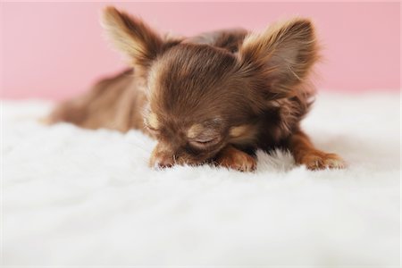 dog sleeping - Long haired Chihuahua Stock Photo - Rights-Managed, Code: 859-03885522