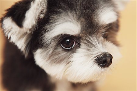 simsearch:859-03885506,k - Mixed-breed dog(Chihuahua and Maltese) Foto de stock - Con derechos protegidos, Código: 859-03885549