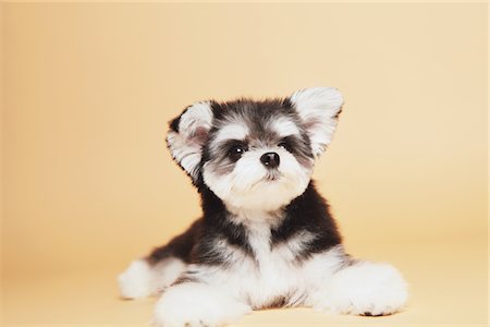 Mischlingshund (Chihuahua und Malteser) Stockbilder - Lizenzpflichtiges, Bildnummer: 859-03885552