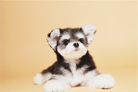 Mixed-breed dog(Chihuahua and Maltese) Stock Photo - Rights-Managed, Code: 859-03885552