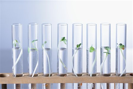 sprout - Seedling In Test Tube Stock Photo - Rights-Managed, Code: 859-03982311