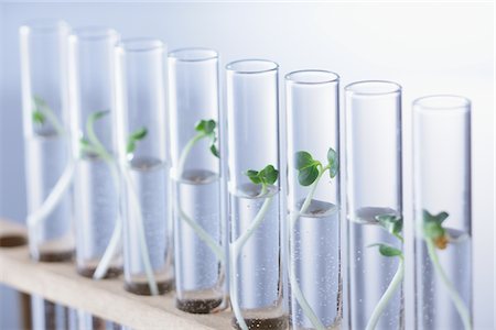 simsearch:859-03982291,k - Seedling In Test Tube Foto de stock - Con derechos protegidos, Código: 859-03982312