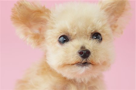 pedigree - Head Shot Of Toy Poodle Dog Against Pink Background Stock Photo - Rights-Managed, Code: 859-03982334