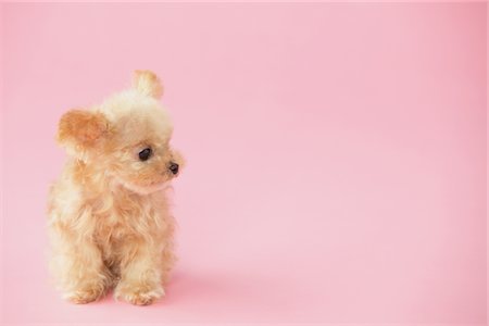 simsearch:859-03982339,k - Toy Poodle Dog Looking Away Against Pink Background Foto de stock - Con derechos protegidos, Código: 859-03982336