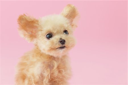 schoßhündchen - Spielzeug Pudel Hund vor rosa Hintergrund Wegsehen Stockbilder - Lizenzpflichtiges, Bildnummer: 859-03982331