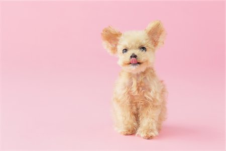 dog eyes - Toy Poodle Dog Showing Tongue Against Pink Background Stock Photo - Rights-Managed, Code: 859-03982332