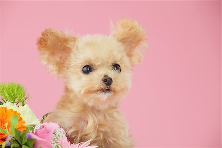 Close Up Of Toy Poodle Dog Against Pink Background Foto de stock - Con derechos protegidos, Código: 859-03982345