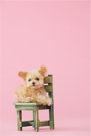 simsearch:859-03982819,k - Spielzeug Pudel Hund sitzend auf Stuhl vor rosa Hintergrund Stockbilder - Lizenzpflichtiges, Bildnummer: 859-03982350