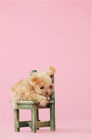 simsearch:859-03884849,k - Jouet caniche chien assis sur une chaise sur fond rose Photographie de stock - Rights-Managed, Code: 859-03982351