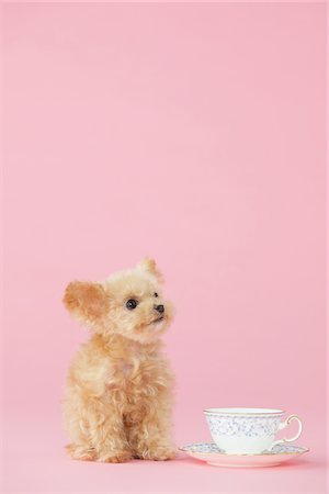 Toy Poodle Dog Sitting Near Cup-Plate Fotografie stock - Rights-Managed, Codice: 859-03982352